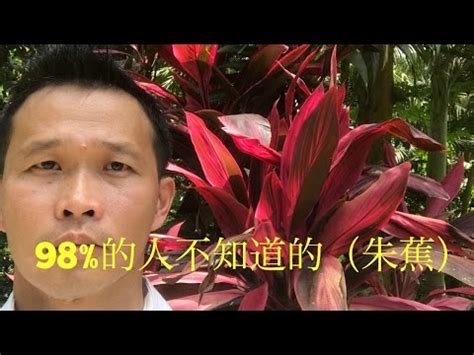 紅竹風水|紅竹風水：哪些人不宜在家擺放？